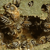 processing honey