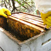 processing honey