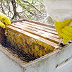 harvesting honey