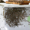 hive