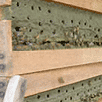 harvesting honey
