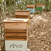 hive